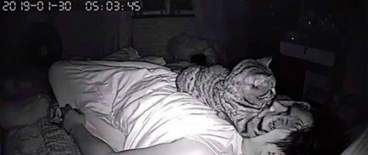 Viral, gato