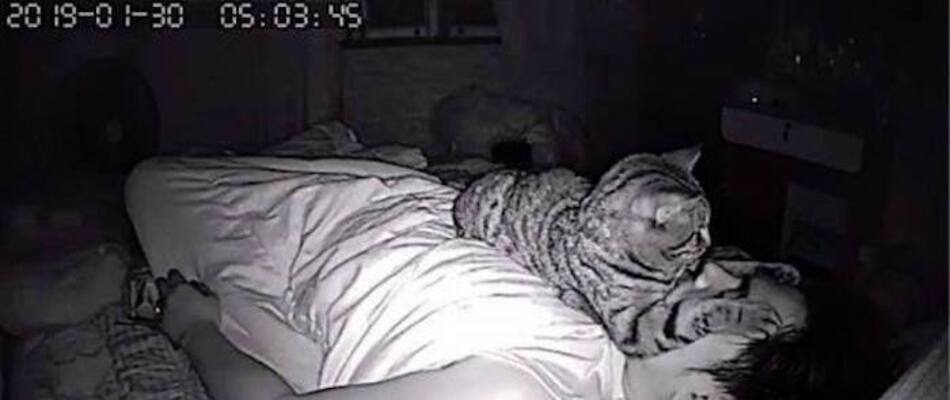 Viral, gato