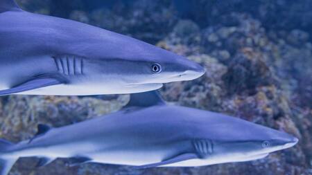 Depredadores marinos en peligro. Foto: Unsplash.