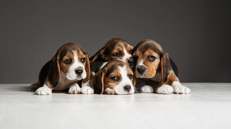 Las razas más elegidas por los argentinos. Foto Freepik