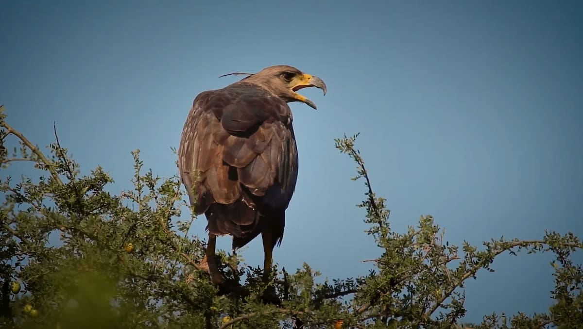 Encontraron muerta a un águila coronada y sospechan que fue víctima de cazadores furtivos.