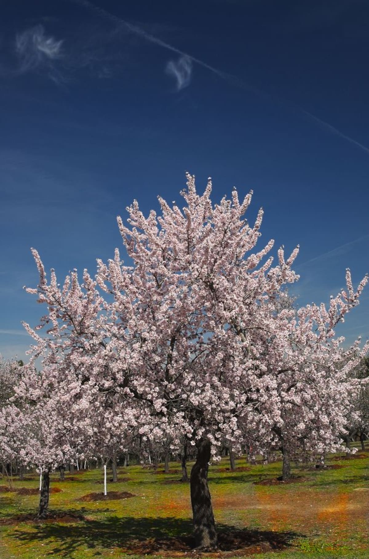 Árbol de almendro