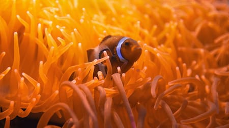 Peces. Foto: Unsplash