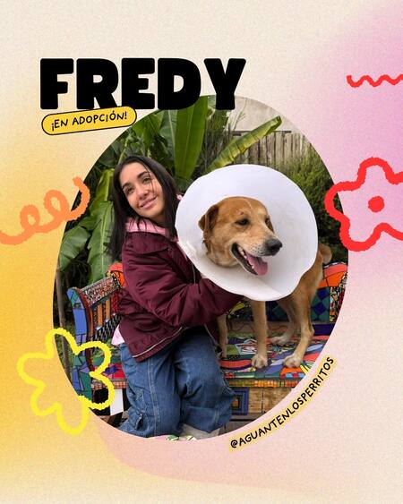 María Becerra rescató perritos perdidos tras la inundación en Campana. Foto: Instagram/aguantenlosperritos