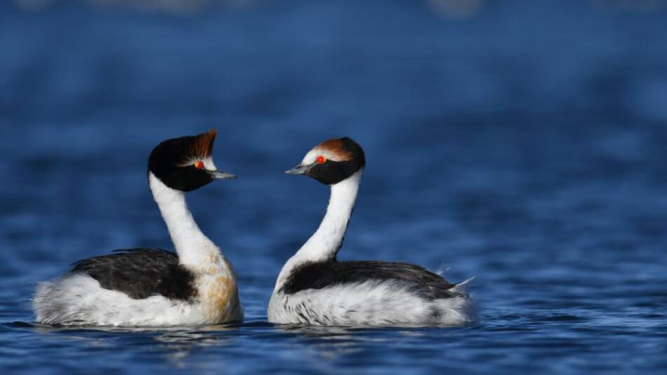Macá Tobiano, ave en peligro de extinción. Foto: Noticias Ambientales.