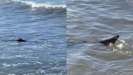 Tiburón en Mar del Plata. Foto: captura video.