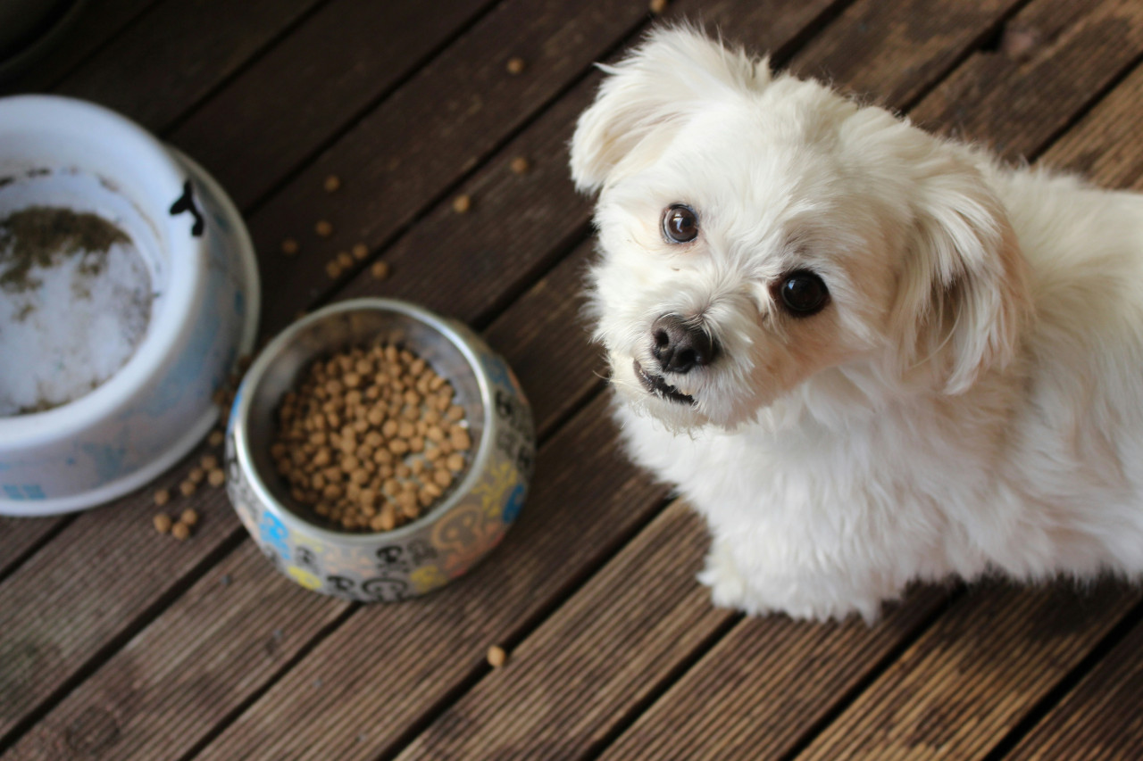 Perro, comida. Fuente: Unsplash