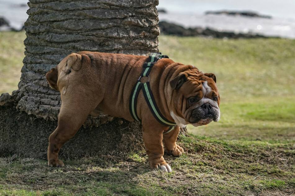 Cómo eliminar el olor a orina de las mascotas. Foto: Unsplash.