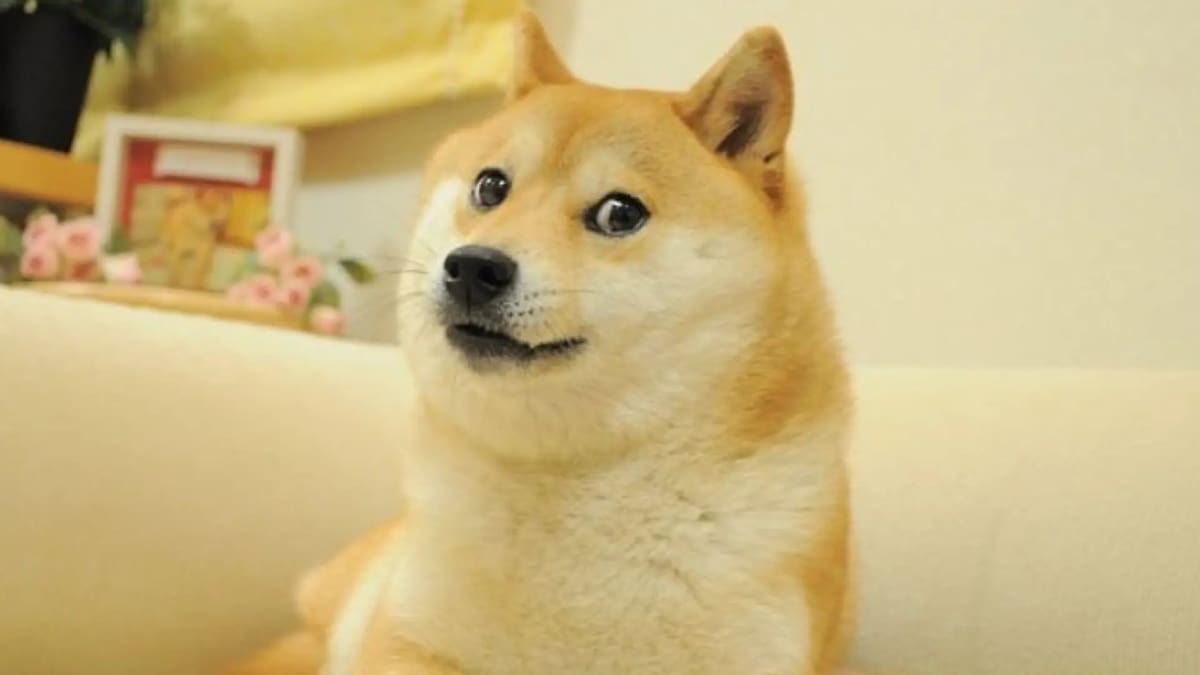 Kabosu, perra que inspiró un meme Doge y una criptomoneda.