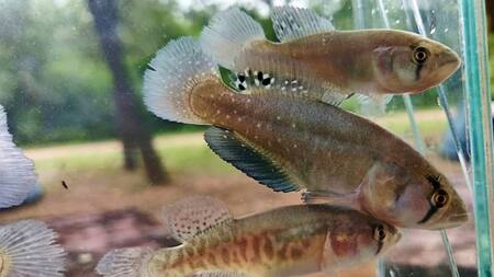 Nuevas especies del pez killi gigante. Foto: argentina.gob.ar