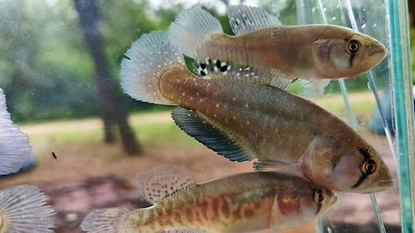 Descubren una nueva especie de pez en el Parque Nacional Chaco: la importancia del hallazgo