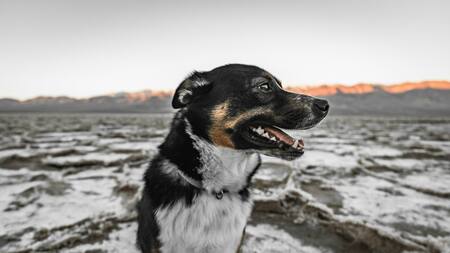 Perro; mascota. Foto: Unsplash.