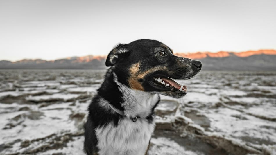 Perro; mascota. Foto: Unsplash.