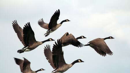 Aves. Foto: Unsplash.
