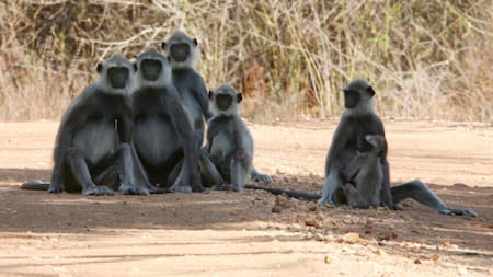 Monos a raya. Foto: EFE