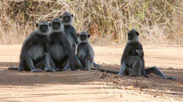 En una polémica medida, agricultores de Sri Lanka podrán usar rifles de aire contra los monos