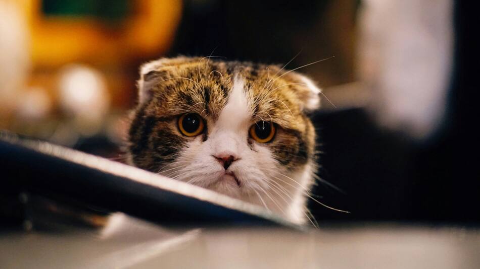 Gatos. Foto Unsplash.