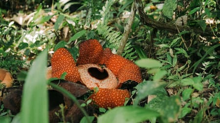 Flor Rafflesia en peligro de extinción. Foto: Unsplash