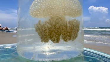 Documentan una medusa gigante y de color de algodón de azúcar: se alimenta de sus compañeras