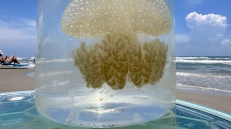 Documentan una medusa gigante y de color de algodón de azúcar: se alimenta de sus compañeras