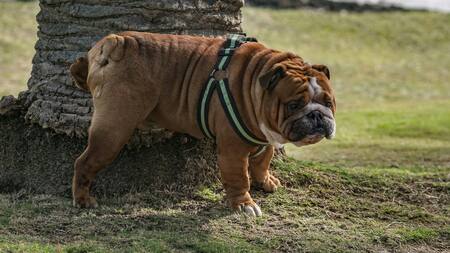 Se estudió la orina de los perros al ver a una persona.