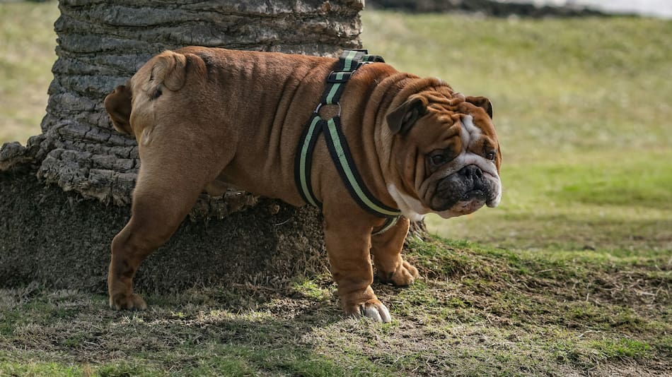 Se estudió la orina de los perros al ver a una persona.