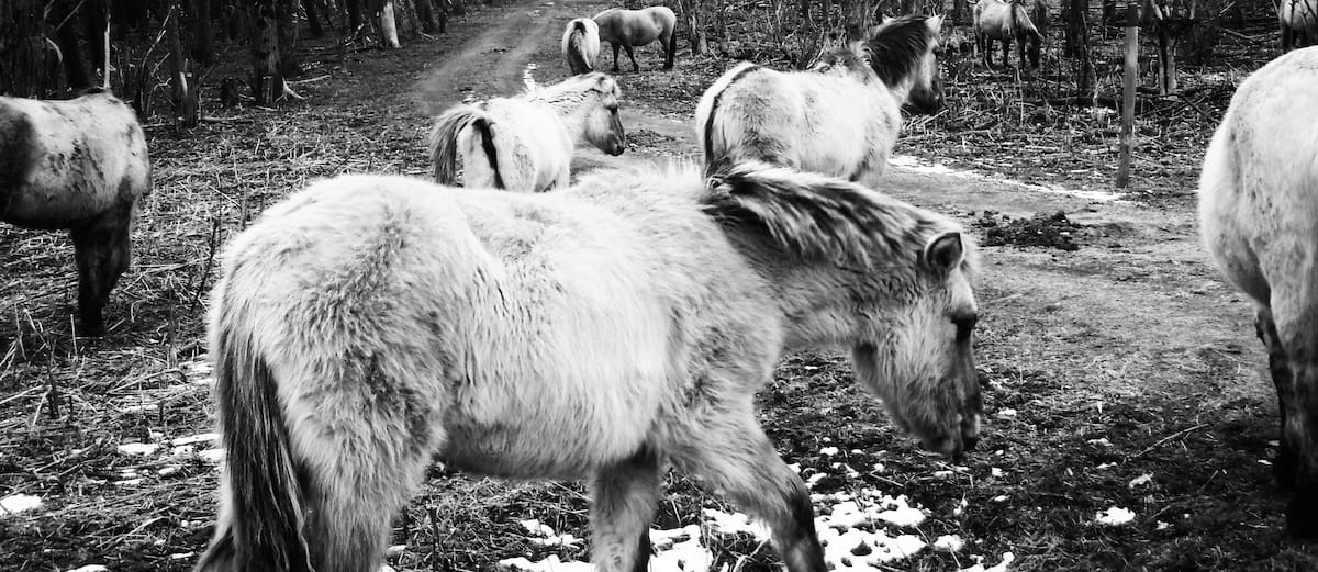 Caballos Konik pastando en el humedal de Oostvaardersplassen.