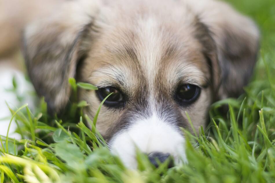 Perro; mascota. Foto: Unsplash