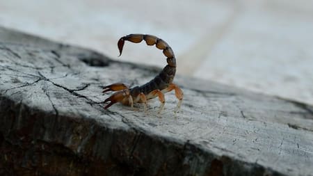 Por la ola de calor, reiteran recomendaciones para prevenir picaduras de alacranes