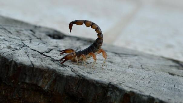 Por la ola de calor, reiteran recomendaciones para prevenir picaduras de alacranes