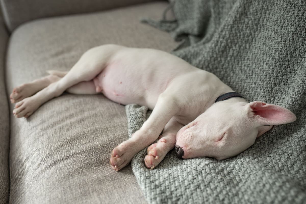 Perro, animales. Foto: Freepik.