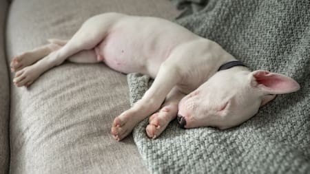 El motivo por el cual los perros buscan dormir en las almohadas de sus dueños. Foto: Freepik.