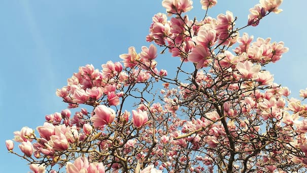 El árbol con flores que crece perfecto en maceta y llena de perfume el aire: ideal para espacios reducidos