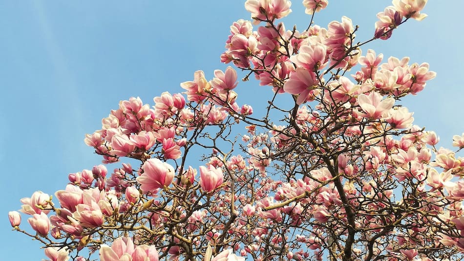 El árbol con flores que crece perfecto en maceta.