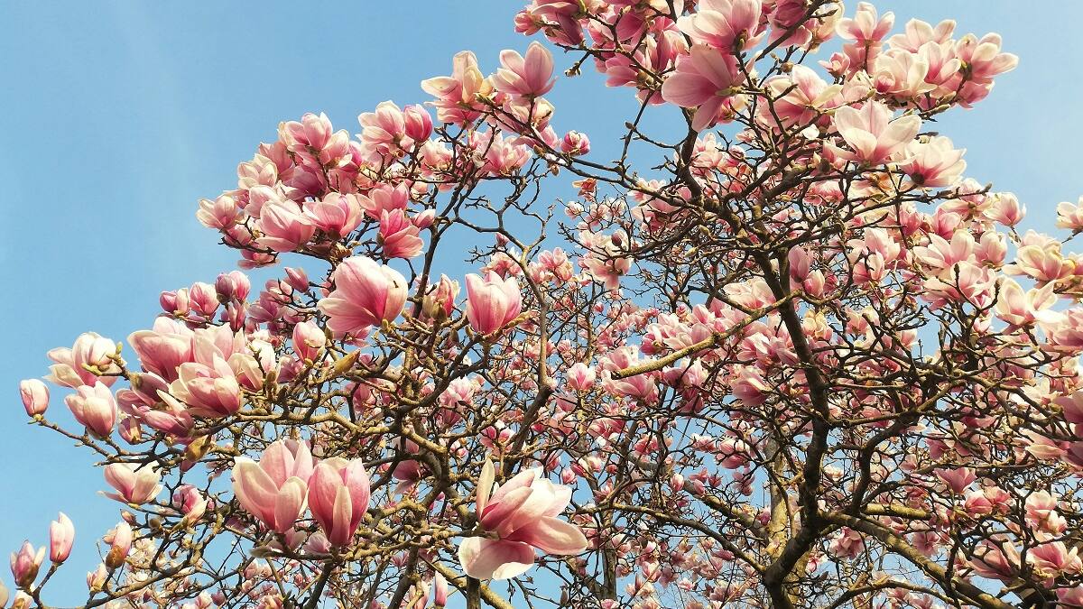 El árbol con flores que crece perfecto en maceta y llena de perfume el aire: ideal para espacios reducidos