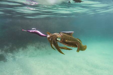 Nueva tecnología en los buques chinos para la pesca de calamares. Foto: Unsplash.