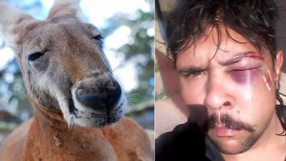 Canguro golpeó a joven en Australia
