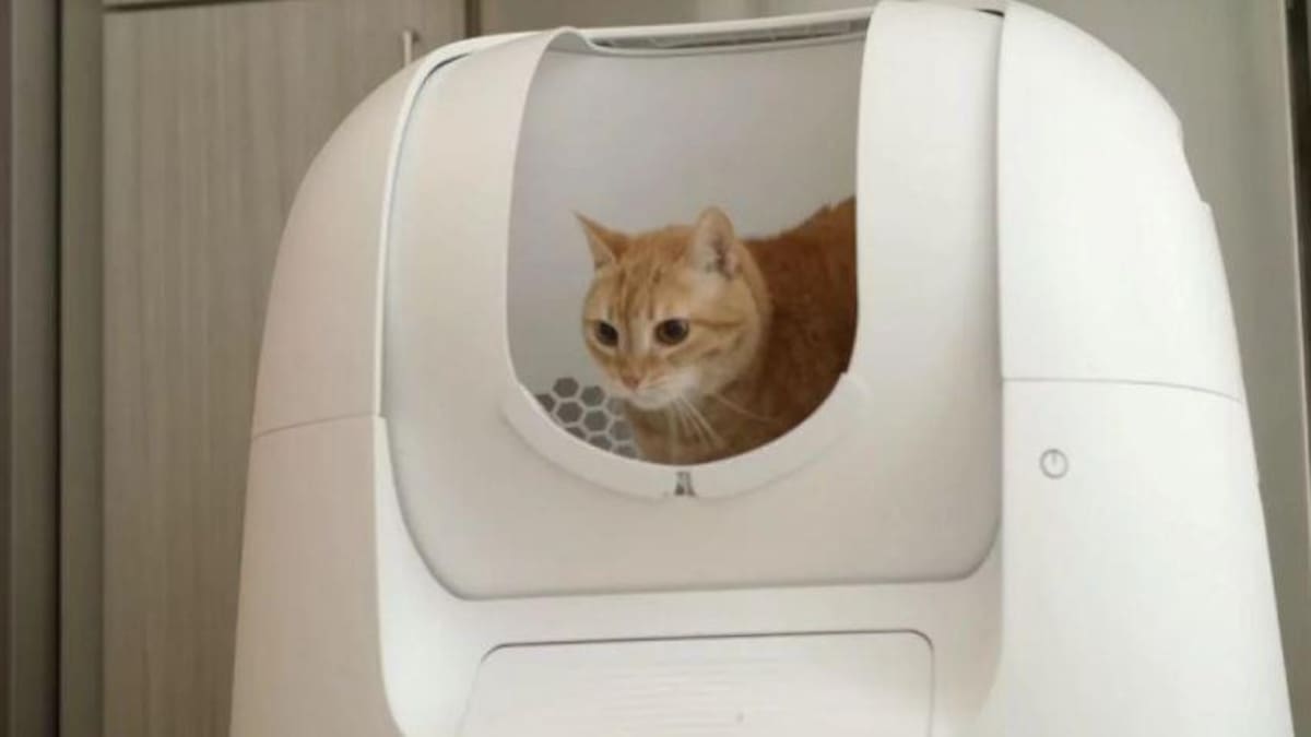Inodoro inteligente para gatos manejado por una app
