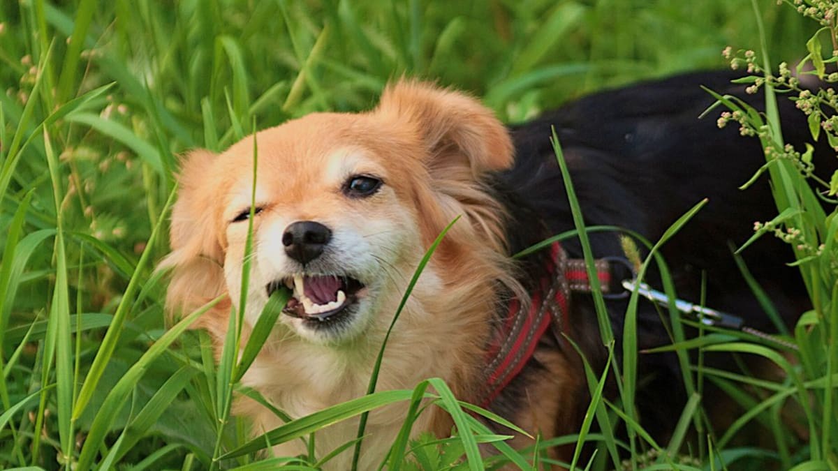 ¿Es normal que los perros coman pasto?: la explicación de los veterinarios y cuándo preocuparse