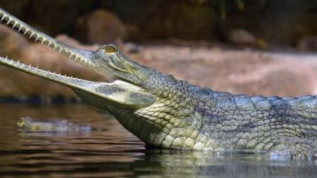 Cocodrilo gavial