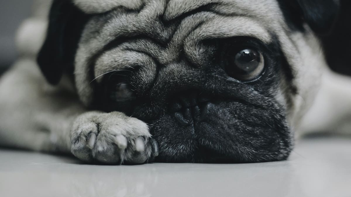 Perros; mascotas; animales.