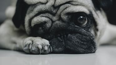 Comportamiento canino: qué puede generar estrés en los perros y cuáles son los síntomas