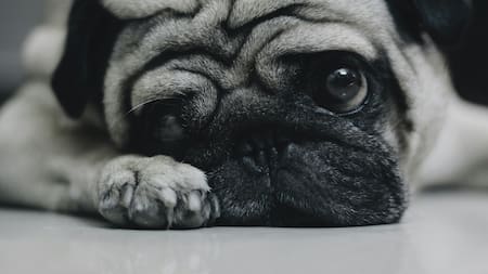 Comportamiento canino: qué puede generar estrés en los perros y cuáles son los síntomas