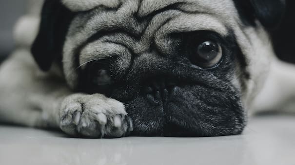 Comportamiento canino: qué puede generar estrés en los perros y cuáles son los síntomas