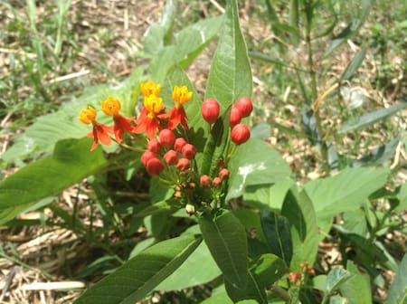 Asclepsia. Foto: X @victorhmenendez