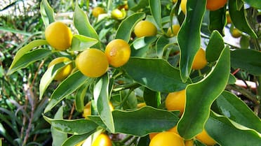 Por qué el limonero es ideal para cultivar en Buenos Aires y cómo hacer que siga dando frutos en el verano