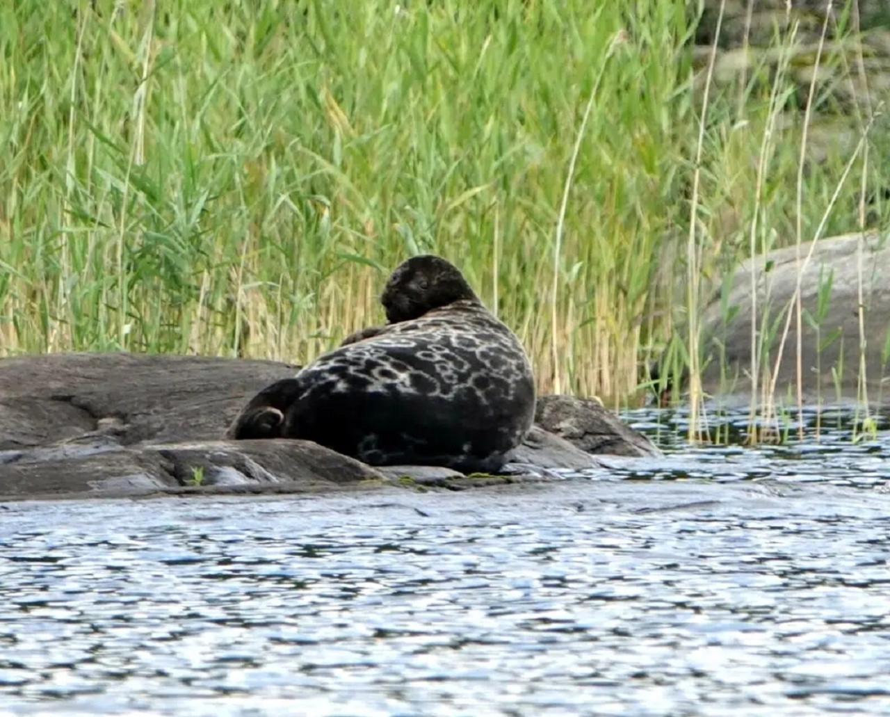Foca, animal marino. Foto: Noticias Ambientales