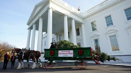 Estados Unidos: la Casa Blanca eligió como árbol de Navidad un abeto que sobrevivió al huracán Helene