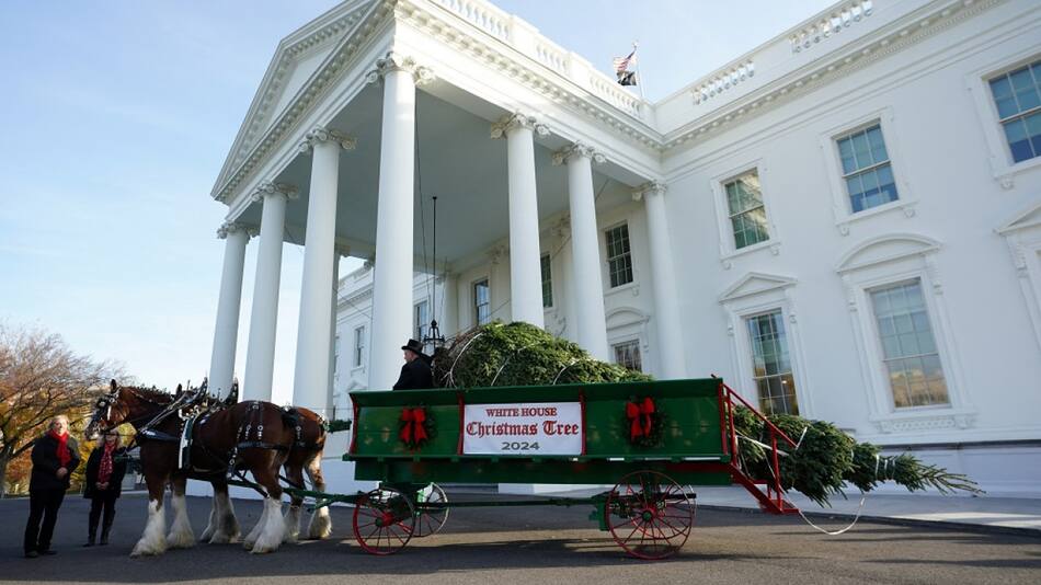 El abeto resistió al huracán Helene pero fue talado para ser un árbol de navidad. Foto: Reuters.
