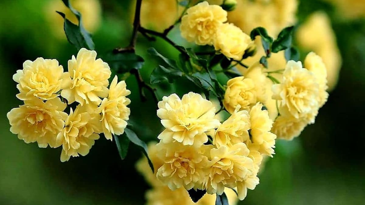Rosal banksiae.